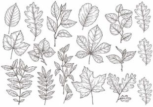 Handgezeichnete Waldblätter, Blätter, Eiche, Ahorn Tattoos.